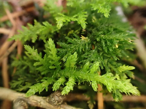 Common Tamarisk Moss (Thuidium tamariscinum)