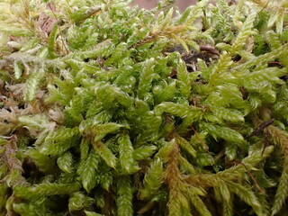Close up of a Plait-moss (Hypnum)