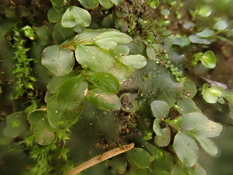 A close-up of Dotted Thyme-moss (Rhizomnium punctatum) in the British countryside.