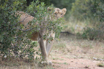 Afrikanischer Löwe / African lion / Panthera leo.