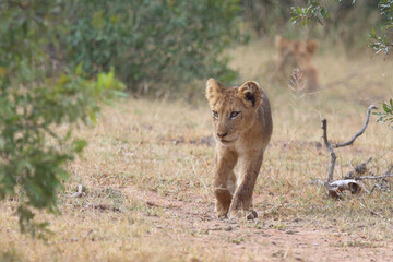 Afrikanischer Löwe / African lion / Panthera leo...