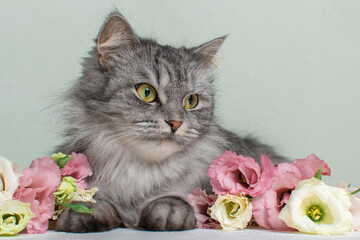 A close-up of a grey Norwegian forest cat lies in the flowers of Eustoma lisianthus. A postcard with a cat. A calendar with pets