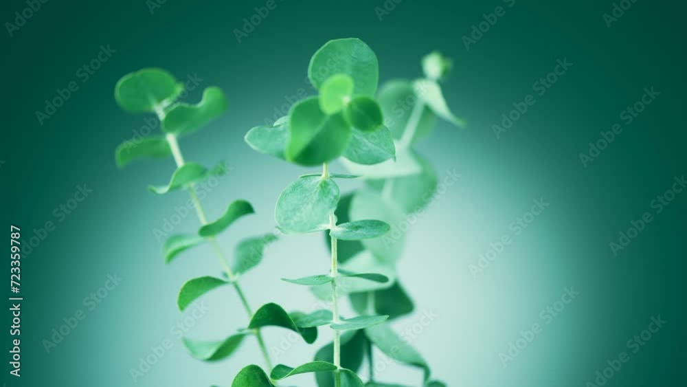 Poster Eucalyptus plant leaves. Fresh Eucalyptus rotating, close up, on light green background, scented, essential oil. Aromatherapy. 