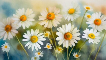 a collection of soft watercolor daisies flowers isolated on a background 