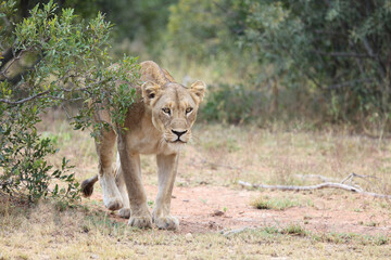Afrikanischer Löwe / African lion / Panthera leo.