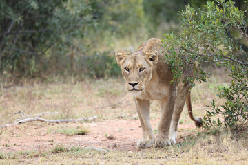 Afrikanischer Löwe / African lion / Panthera leo.