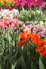 Spring background with different tulips flowers. Floral background.