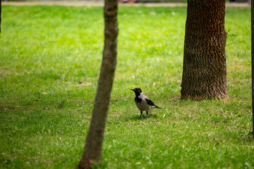 A Carrion Crow (corvus corone) in a park with green grass and trees.