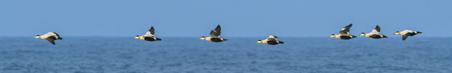 Flock of Eider ducks in flight above the Dutch North Sea.