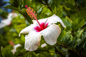 white hibiscus, botanical garden in funchal, monte, madeira, jardim botanico madeira, garden,...