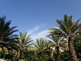 Date palm trees in Algeria, Plantation of date palms for healthy food production is rapidly...