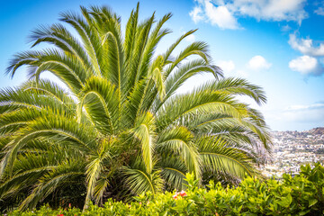 palm tree, botanical garden in funchal, monte, madeira, jardim botanico madeira, garden, tropical...