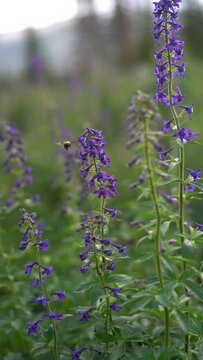 outdoor shots camping in utah flowering purple plants with bumble bees