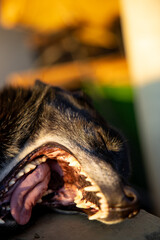 A cute dog puppy yawning in the sun.