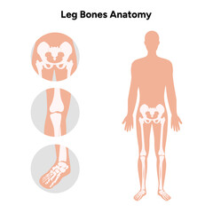 Leg bones anatomy 