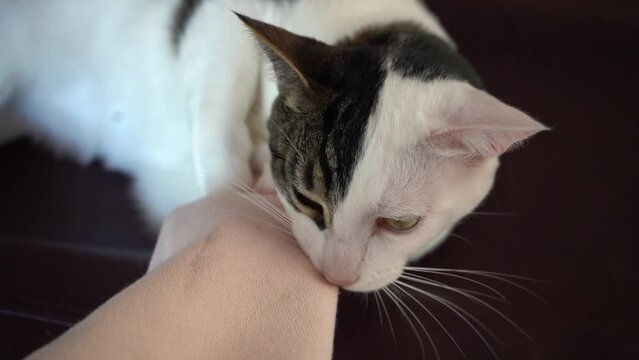 big lazy cat biting and chewing on me and my sweater sleeve camera pov