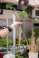 Healthy roots of the plant