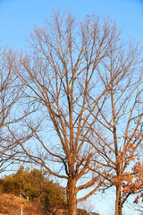 Galhos Alcançando o Azul Infinito