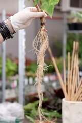 Healthy roots of the plant