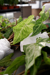 Green syngonium with healthy roots