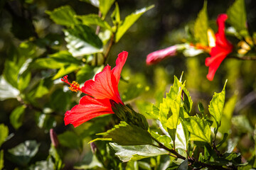 hibiscus, botanical garden in funchal, monte, madeira, jardim botanico madeira, garden, tropical...