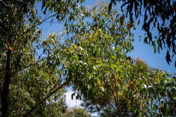 beautiful gum Trees and shrubs in the Australian bush forest. Gumtrees and native plants growing in Australia in spring