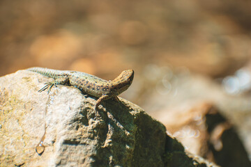 a lizard basks on a stone