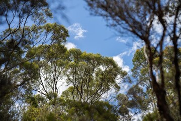 beautiful gum Trees and shrubs in the Australian bush forest. Gumtrees and native plants growing in Australia in spring