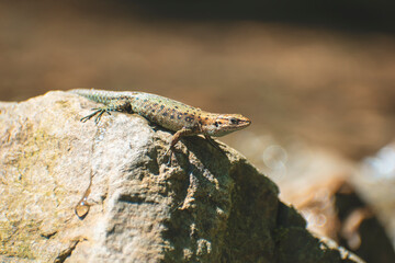 a lizard basks on a stone