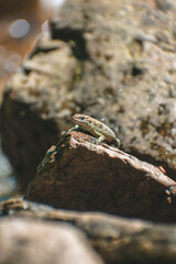 a lizard basks on a stone