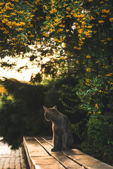 cute homeless gray cat. beautiful cat