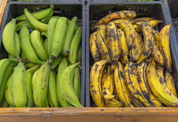 A drawer with green bananas next to one with ripe bananas