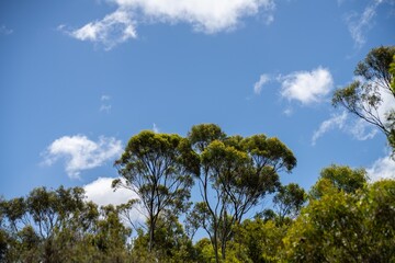 beautiful gum Trees and shrubs in the Australian bush forest. Gumtrees and native plants growing in Australia in spring