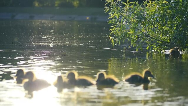 little newborn ducklings are swimming in the lake