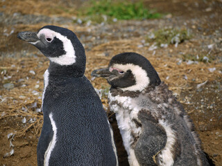 Magellanic penguin colony on Isla Magdalena in Chilean Patagonia