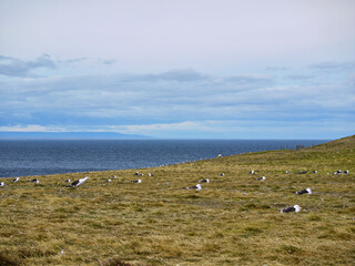 Magellanic penguin colony on Isla Magdalena in Chilean Patagonia