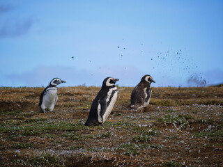 Magellanic penguin colony on Isla Magdalena in Chilean Patagonia