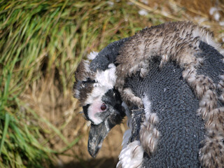 Magellanic penguin colony on Isla Magdalena in Chilean Patagonia