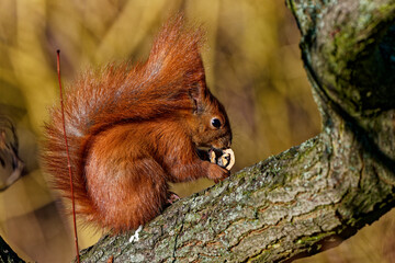 Red squirrel photographed close up.