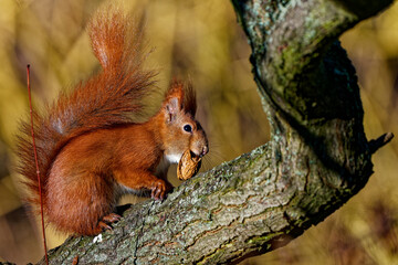 Red squirrel photographed close up.
