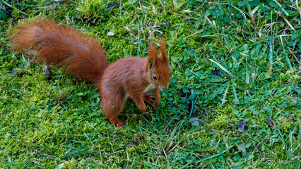 Red squirrel photographed close up.