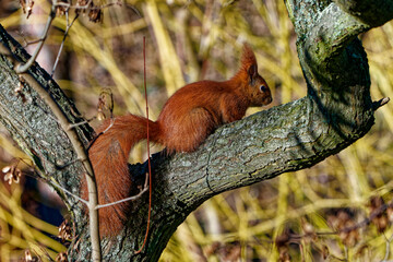 Red squirrel photographed close up.