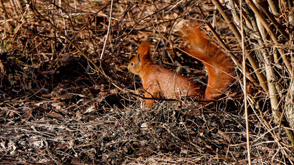 Red squirrel photographed close up. © J.M.C. Foto