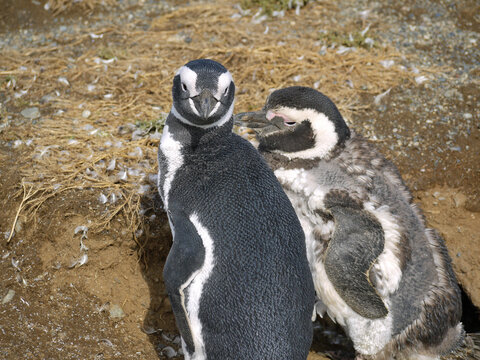 Magellanic penguin colony on Isla Magdalena in Chilean Patagonia