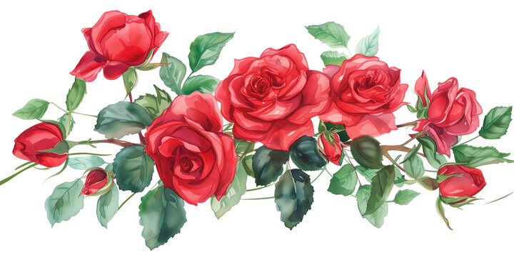 Red roses bouquet. Isolated watercolor illustration. on a transparent background