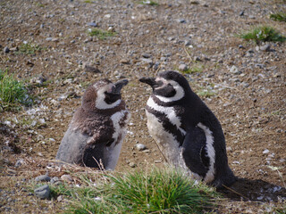 Magellanic penguin colony on Isla Magdalena in Chilean Patagonia