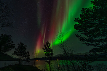 Lofoten North lights