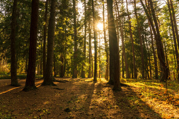 Natural, beautiful view of the forest, sunlight