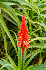 Fototapeta premium Red Aloe arborescens flowers of blooming succulent plant in botanical garden