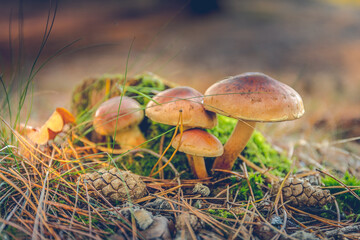 A cluster of mushrooms in the grass in forest